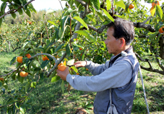 上田柿農園